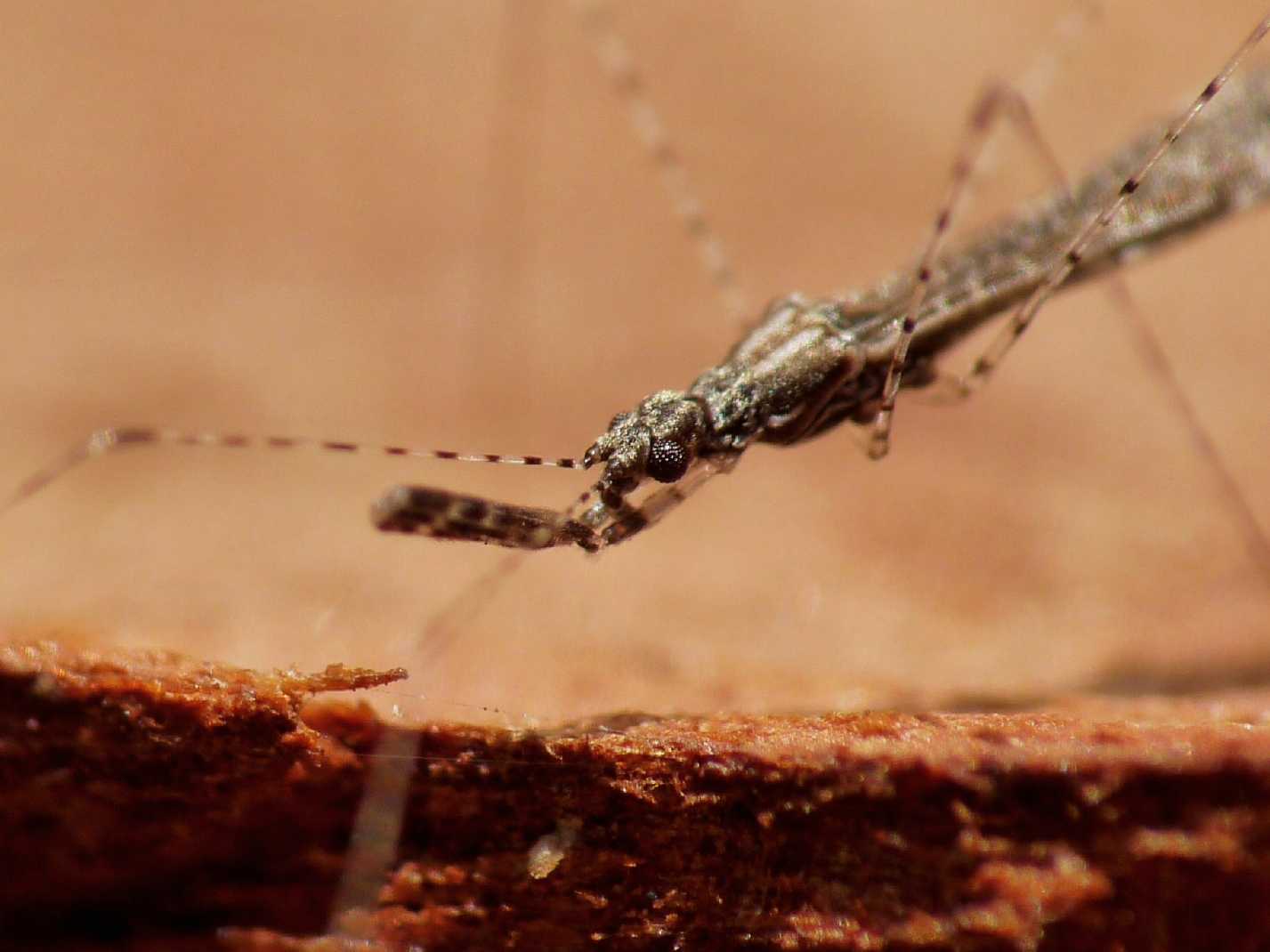 Reduviidae: Empicoris mediterraneus (cf) di Ostia (RM)